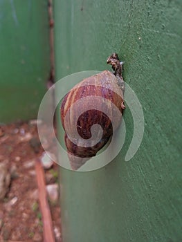 close-up of snail on leaf outdoor