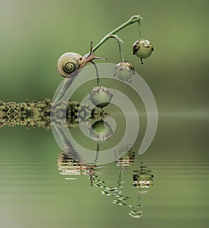 Close up Snail on lily fruits, water reflection