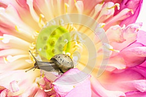 Close up of snail on lotus flowers