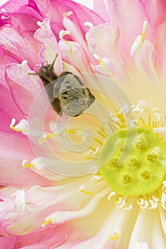 Close up of snail on lotus flowers