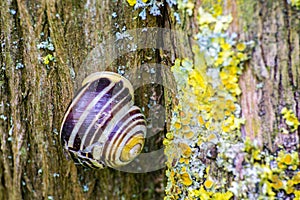 Close up of snail on old tree with lichen