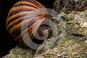 Close up a snail perched on the edge