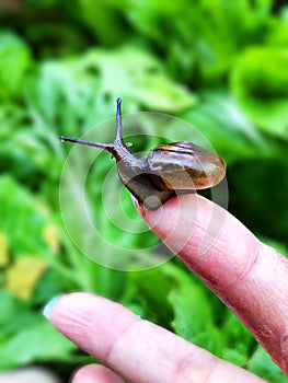 Close up of a snail, perched on a womans fingertips