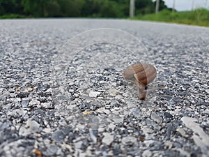 Close up, snail in road