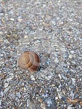 Close up, snail in road