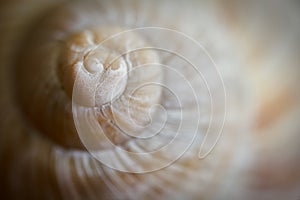Close-up of an snail shell