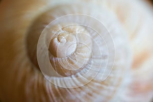 Close-up of the snail shell