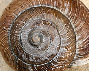 Close up of snail shell.