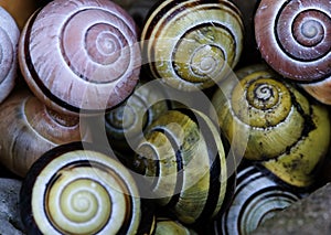 Close up of snail shell