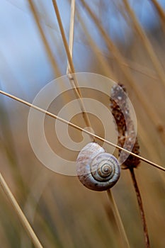 Close up of snail shell on autumn yellow grass.