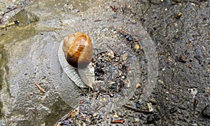 Close up of a snail or a shelled gastropod. Land snails, terrestrial pulmonate gastropod molluscs during rainy season in Europe