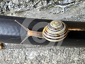 Close-up of a snail slowly making its way down a black plastic pipe against a plain gray background