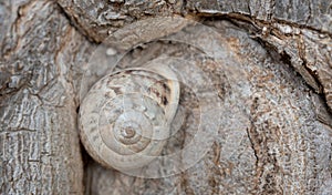 Close-up of a snail in the snail shell, which is great camouflage on a tree trunk