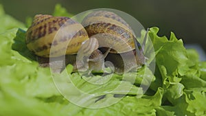 Close-up snail. Snails on the green grass close-up. Snail farm. Helix Aspersa Maxima in vivo