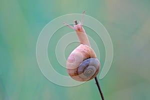 Snail