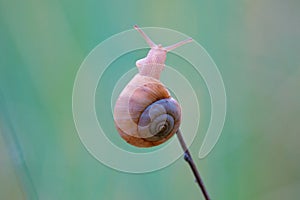 Snail