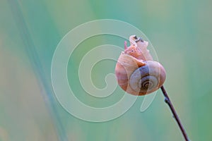 Snail