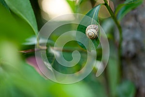 Close up of snail on summer green leaves on the tree with golden bokeh from evening sun. Nature concept with blurred background