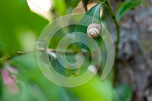 Close up of snail on summer green leaves on the tree with golden bokeh from evening sun. Nature concept with blurred background