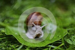 Close-up of snail walking on the leaf
