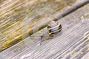 close up Snail on a wooden table