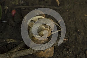 close-up:snails coupling on the wet ground among tree branches