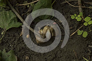 close-up:snails coupling on the wet ground among tree branches