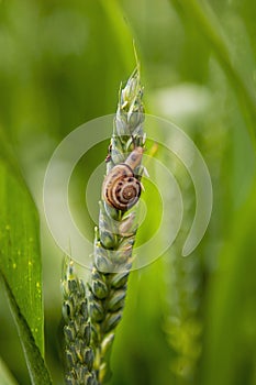 Close up of a snails on wheat