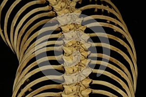 Close up  snake bone on black background