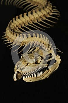 Close up  snake bone on black background