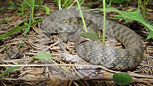 Close up of Snake . Closeup of water snake is a non venomous.  Snake in the woods, forest Veterinarian exotic. Veterinarian wildli