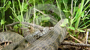 Close up of Snake . Closeup of water snake is a non venomous.  Snake in the woods, forest Veterinarian exotic. Veterinarian wildli