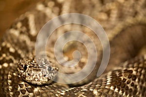 Close-up of a snake in Costa Rica