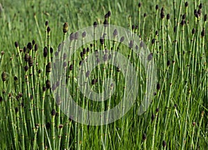 Close Up of Snake, Horsetail or Puzzletail Grass