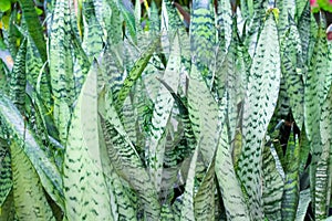 Snake plant or green sansevieria trifasciata prain nature leaf field outdoor background photo