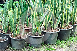 Snake plants Sansevieria trifasciata Prain  in black pot on ground garden background photo