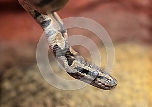 Close up of a snake, royal python