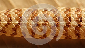Close-up of snake scales, showcasing a pattern of overlapping hexagonal scales