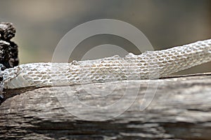 Close-up snake slough