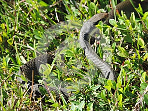 Close-Up of a Snake - Tram Road Trail to Shark Valley Observation Tower in Everglades National Park in Florida