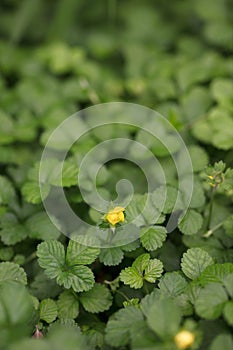 Close-up of Snakeberry in wild