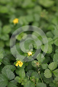 Close-up of Snakeberry in wild