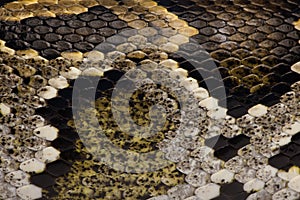 Close-up of snakeskin