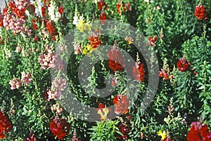 Close-up of snapdragons in bloom, Tampa, FL photo