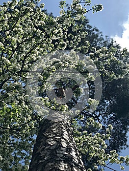 A close-up snapshot of a blossoming tree, delicately unfurling its petals to the warm embrace of spring.