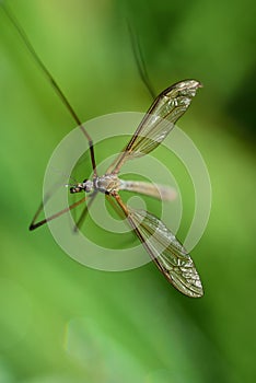 Close up of a snark Tipuloidea with long legs and wings, against a green background in nature photo