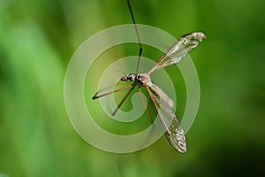Close up of a snark Tipuloidea with long legs and wings, against a green background in nature photo