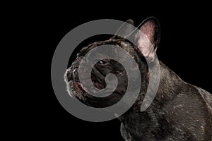Close-up sneezes French Bulldog Dog in Profile view Isolated photo