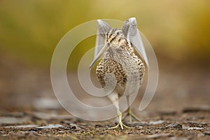 Close-up of a Snipe with spreaded wings