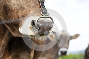 Close up of snout of cow with nose ring at fields